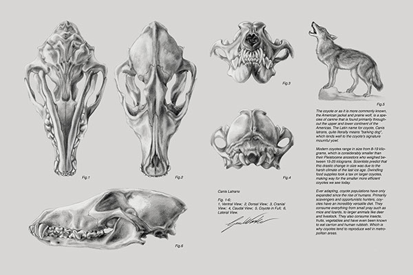 The Importance of Illustration Today 5 b1a8e033036395.5605cfa12ddd0